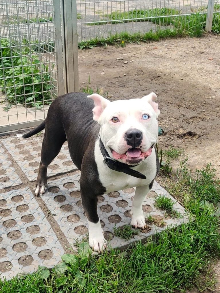 Knutschkugel Luna braucht DRINGEND finanzielle Paten 🙏🐶❣️