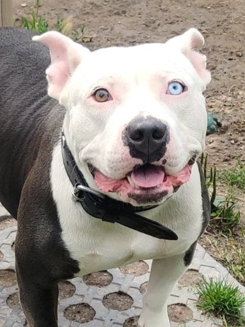 Knutschkugel Luna braucht DRINGEND finanzielle Paten 🙏🐶❣️