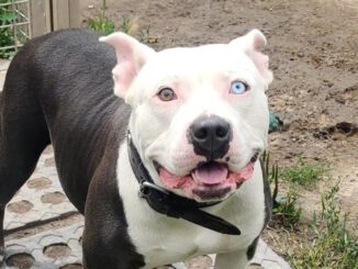 Knutschkugel Luna braucht DRINGEND finanzielle Paten 🙏🐶❣️