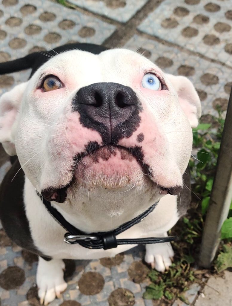 Knutschkugel Luna braucht DRINGEND finanzielle Paten 🙏🐶❣️