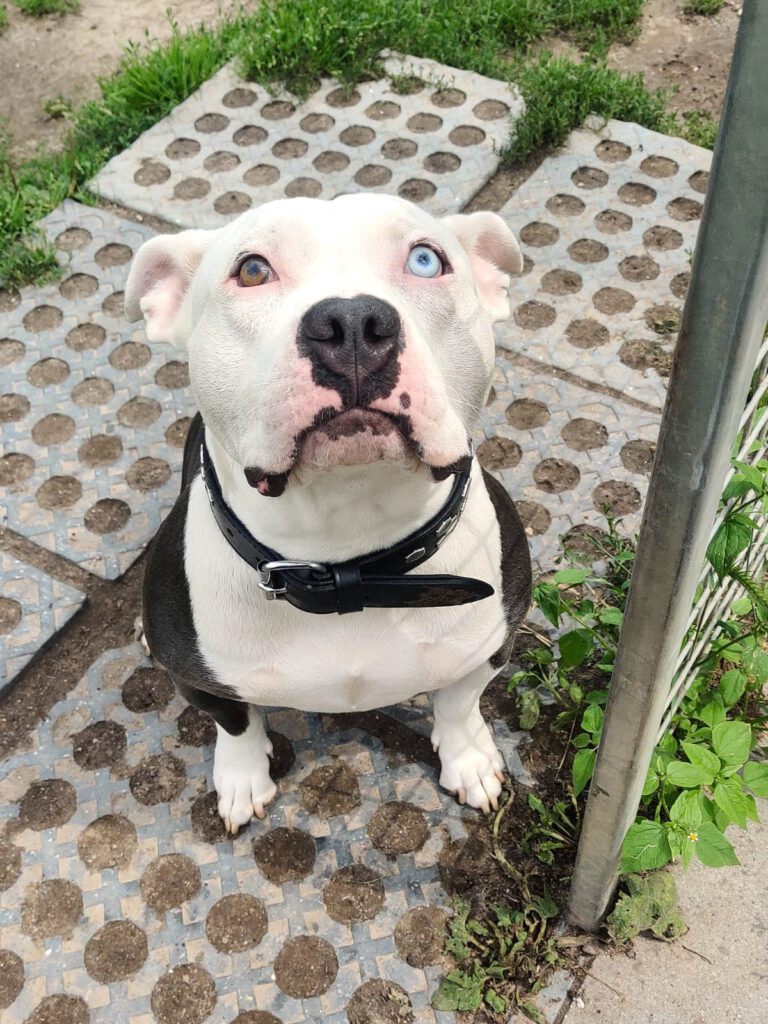Knutschkugel Luna braucht DRINGEND finanzielle Paten 🙏🐶❣️