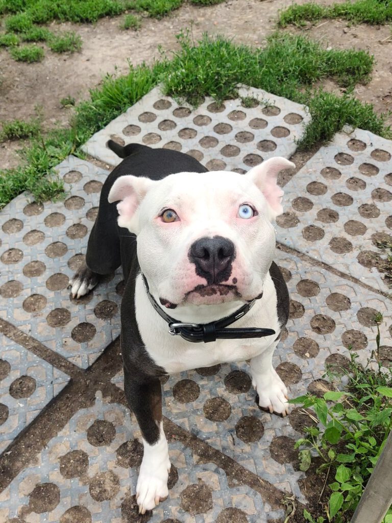Knutschkugel Luna braucht DRINGEND finanzielle Paten 🙏🐶❣️