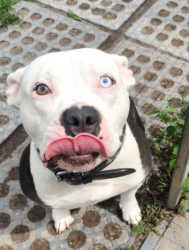 Knutschkugel Luna braucht DRINGEND finanzielle Paten 🙏🐶❣️