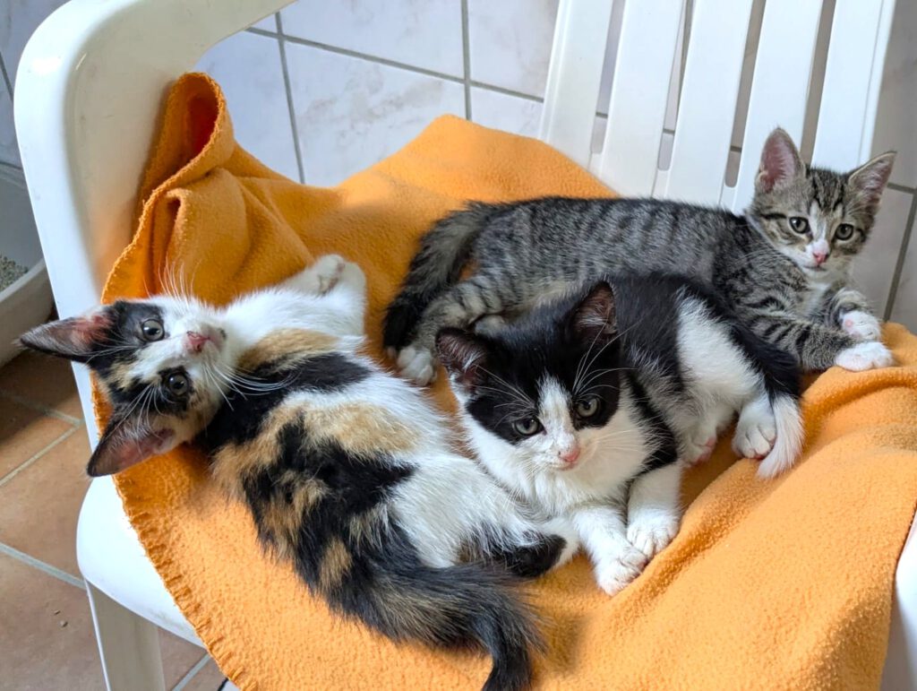 Malte, Matti & Mellow