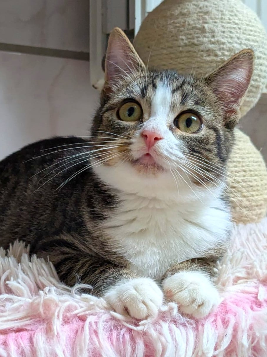 Alle unsere Katzen - Übersicht