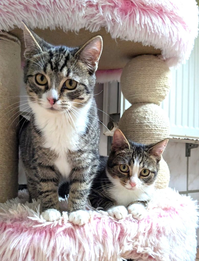 Malte, Matti & Mellow