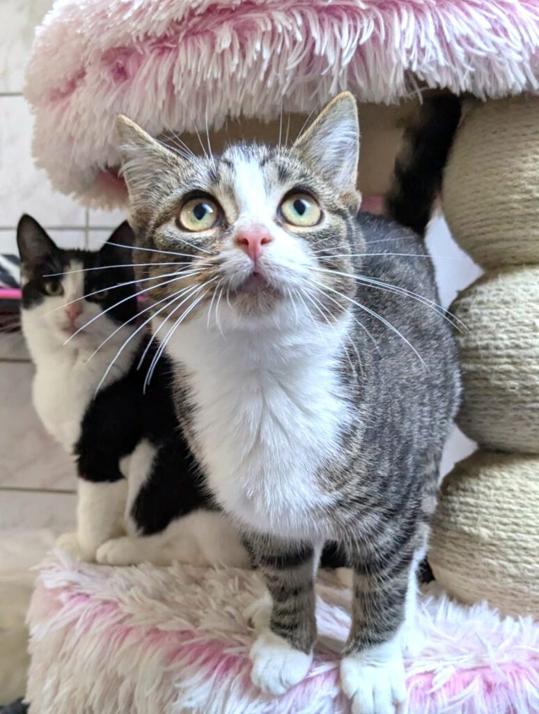 Malte, Matti & Mellow