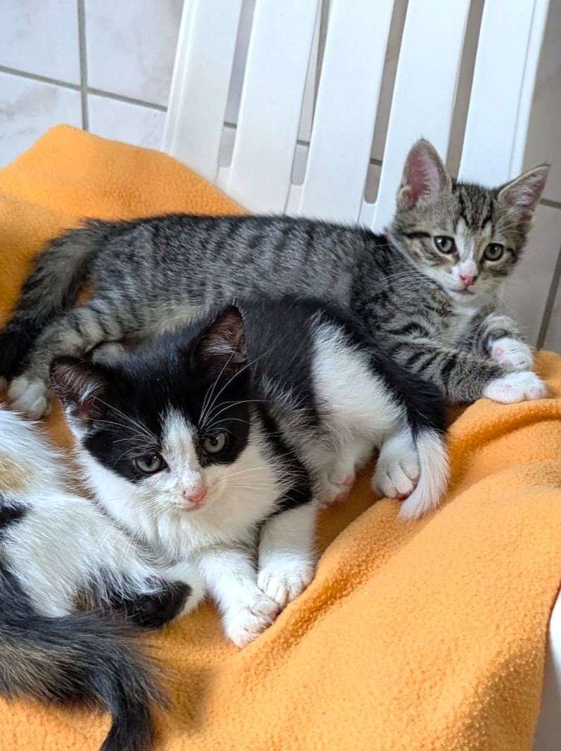 Malte, Matti & Mellow