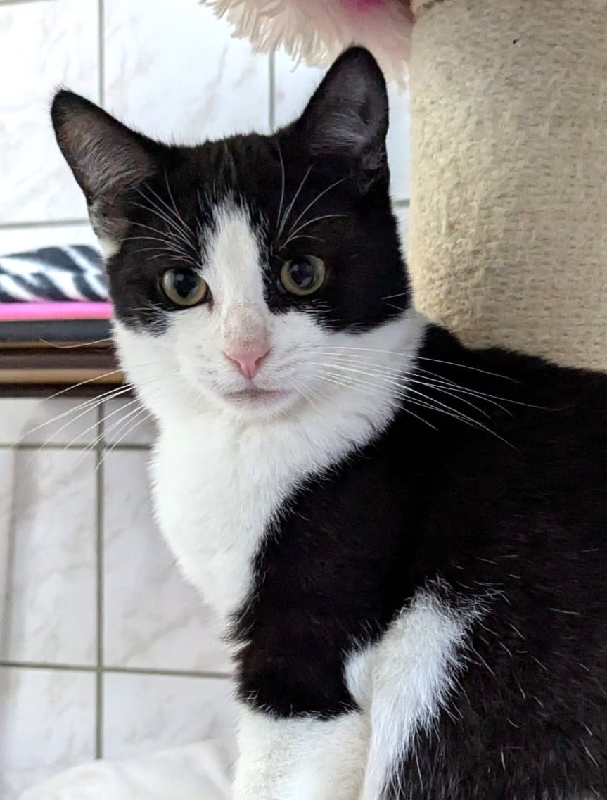 Alle unsere Katzen - Übersicht