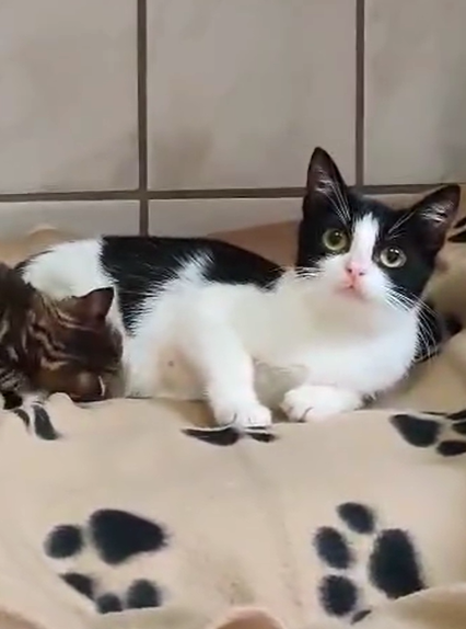 Alle unsere Katzen - Übersicht