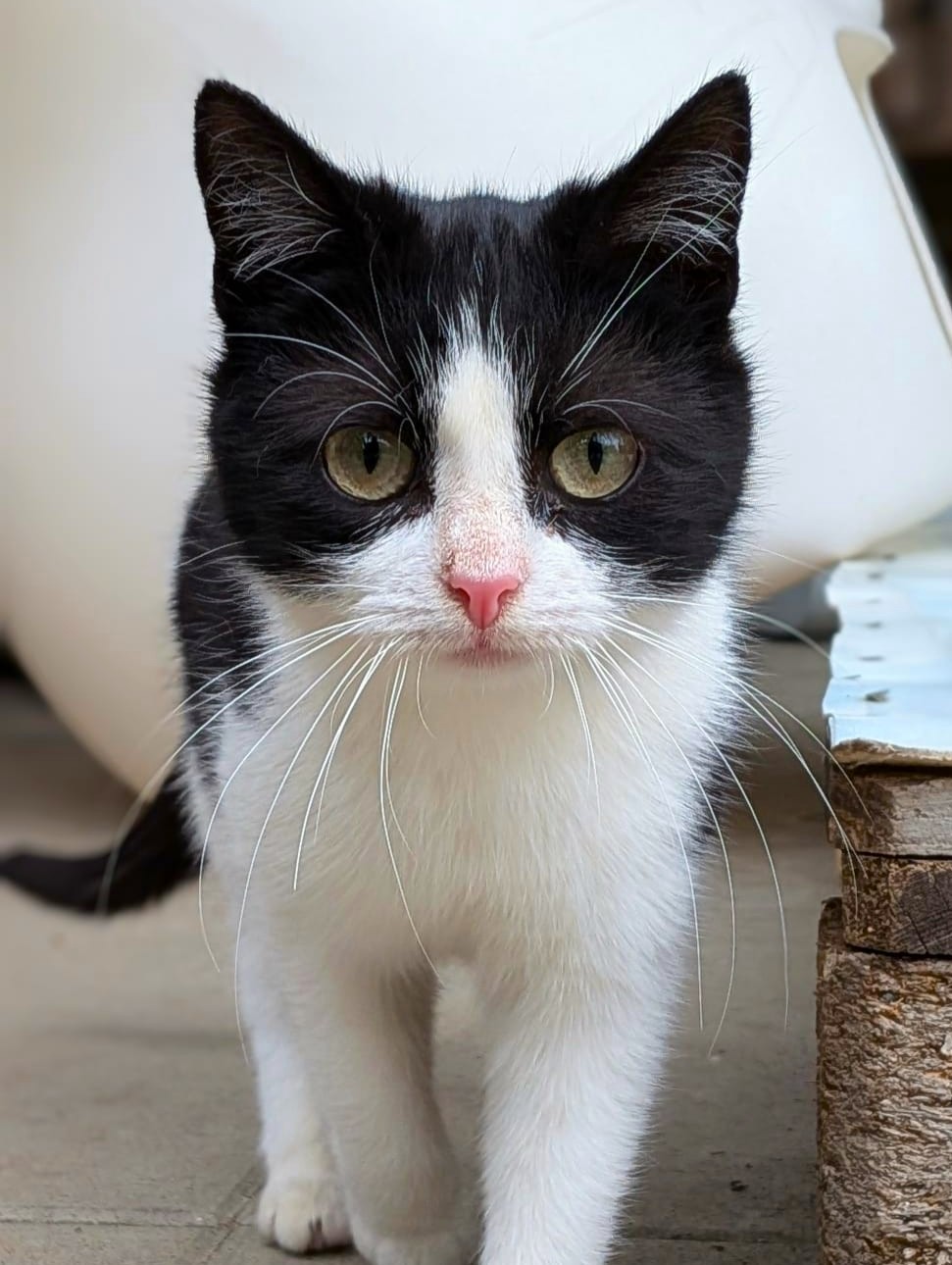 Alle unsere Katzen - Übersicht