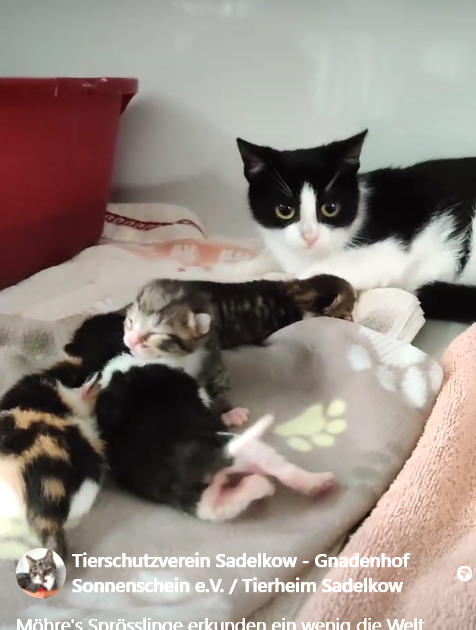 Möhre & 4 Babies