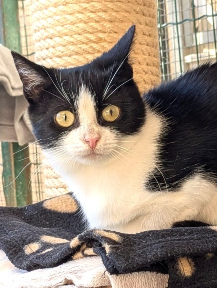 Alle unsere Katzen - Übersicht