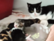 Möhre & 4 Babies