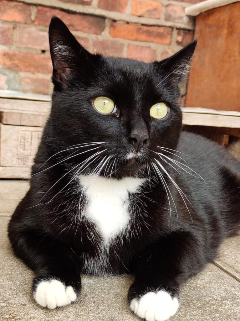 Alle unsere Katzen - Übersicht