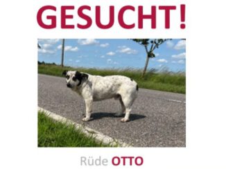 Otto in 17349 Lindetal vermisst!