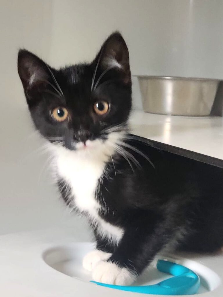 Alle unsere Katzen - Übersicht