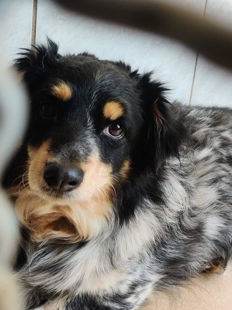 Alle unsere Hunde - Übersicht