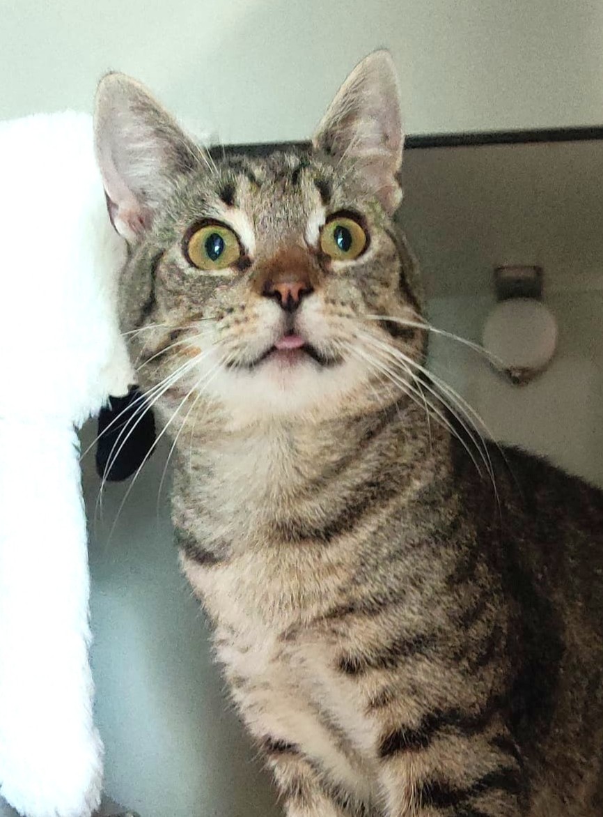 Alle unsere Katzen - Übersicht