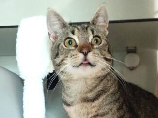 Rübe