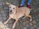 Arwa sucht liebe Familie