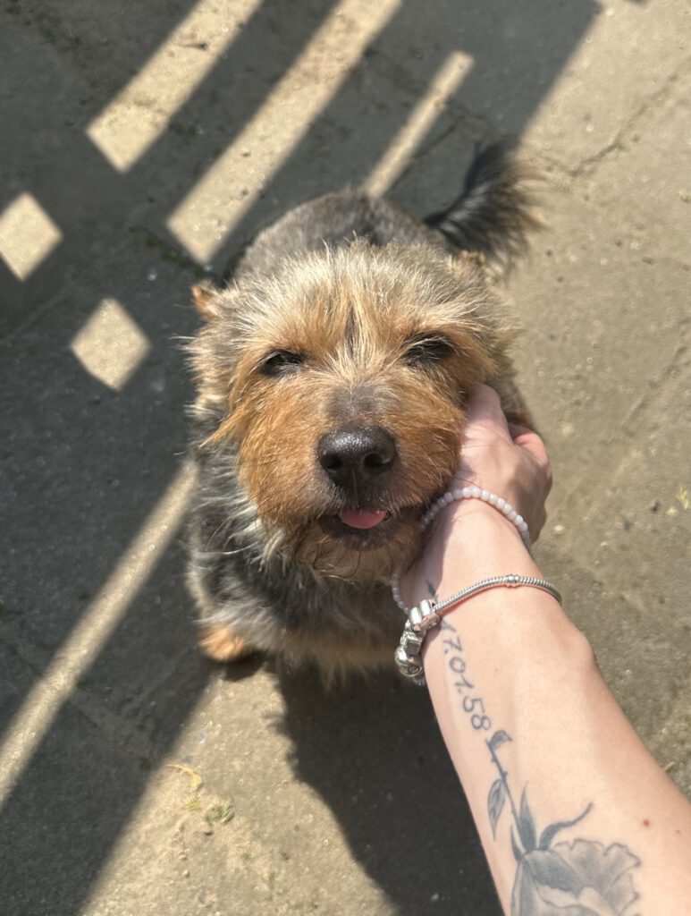 Vermittlungshilfe Yorki Charlie