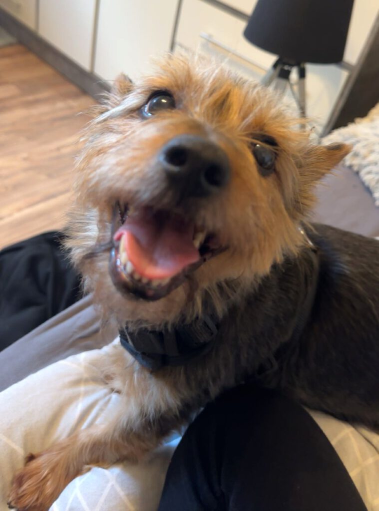 Vermittlungshilfe Yorki Charlie