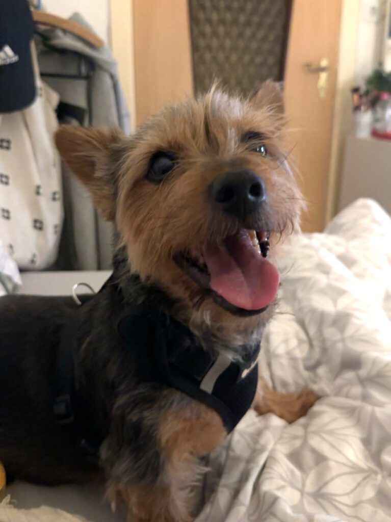 Vermittlungshilfe Yorki Charlie