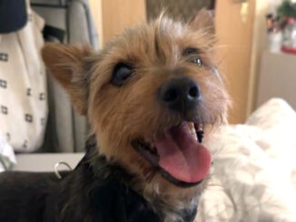 Vermittlungshilfe Yorki Charlie