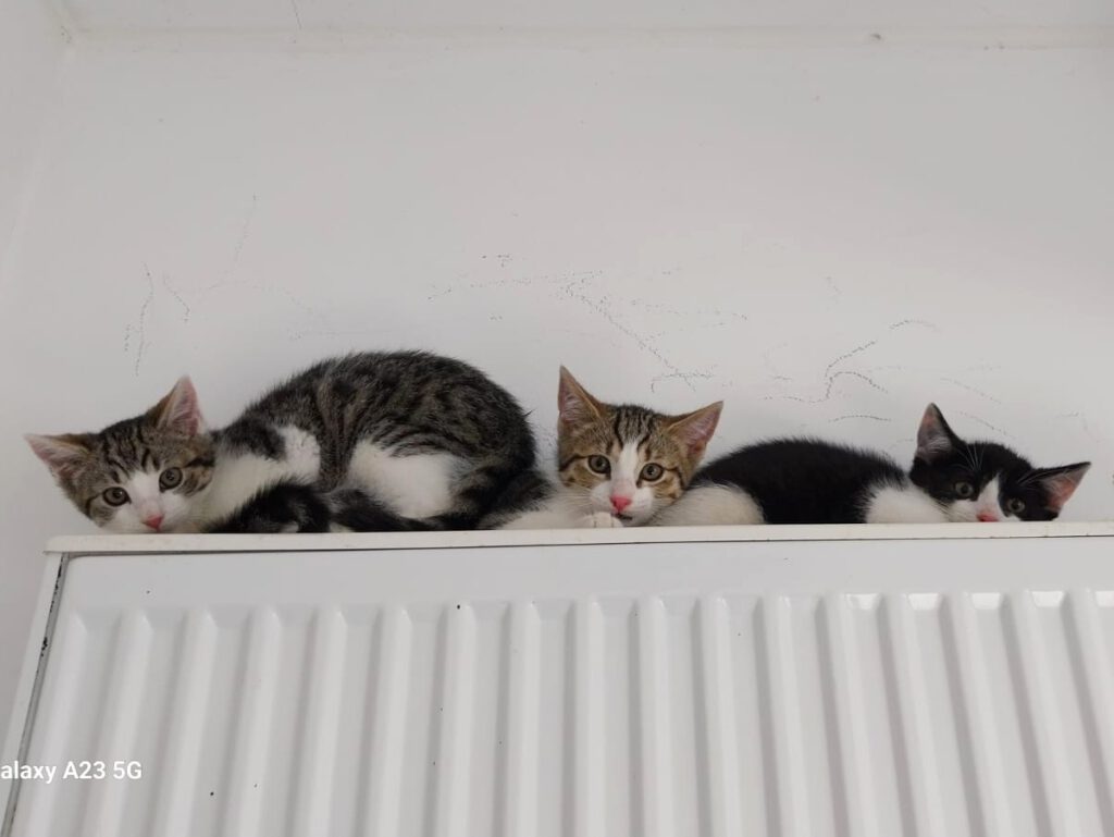 Wanda, Winnie, Whitney, Whiskey & Watson