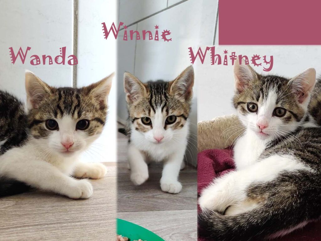 Wanda, Winnie (Whitney PROBE)