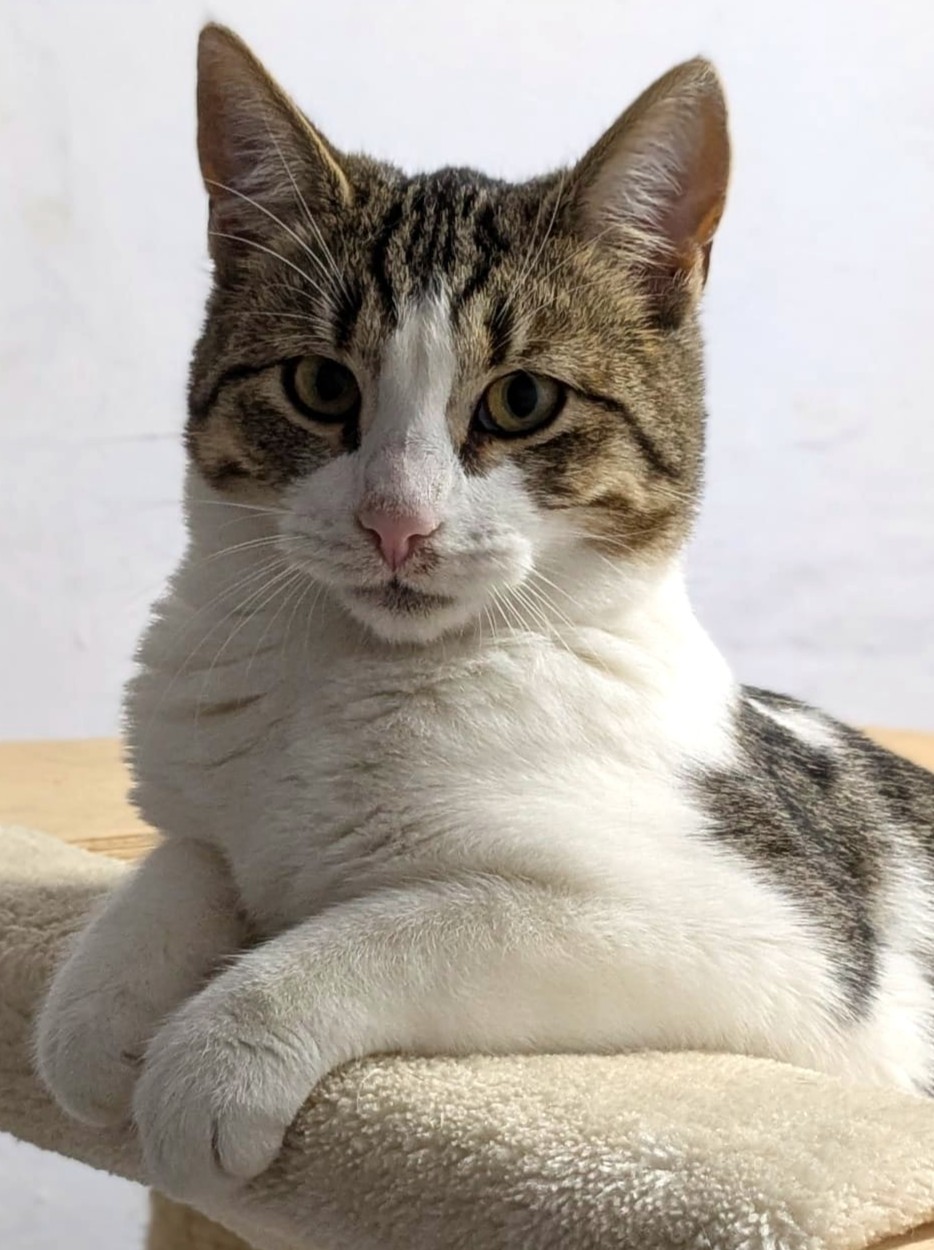 Alle unsere Katzen - Übersicht