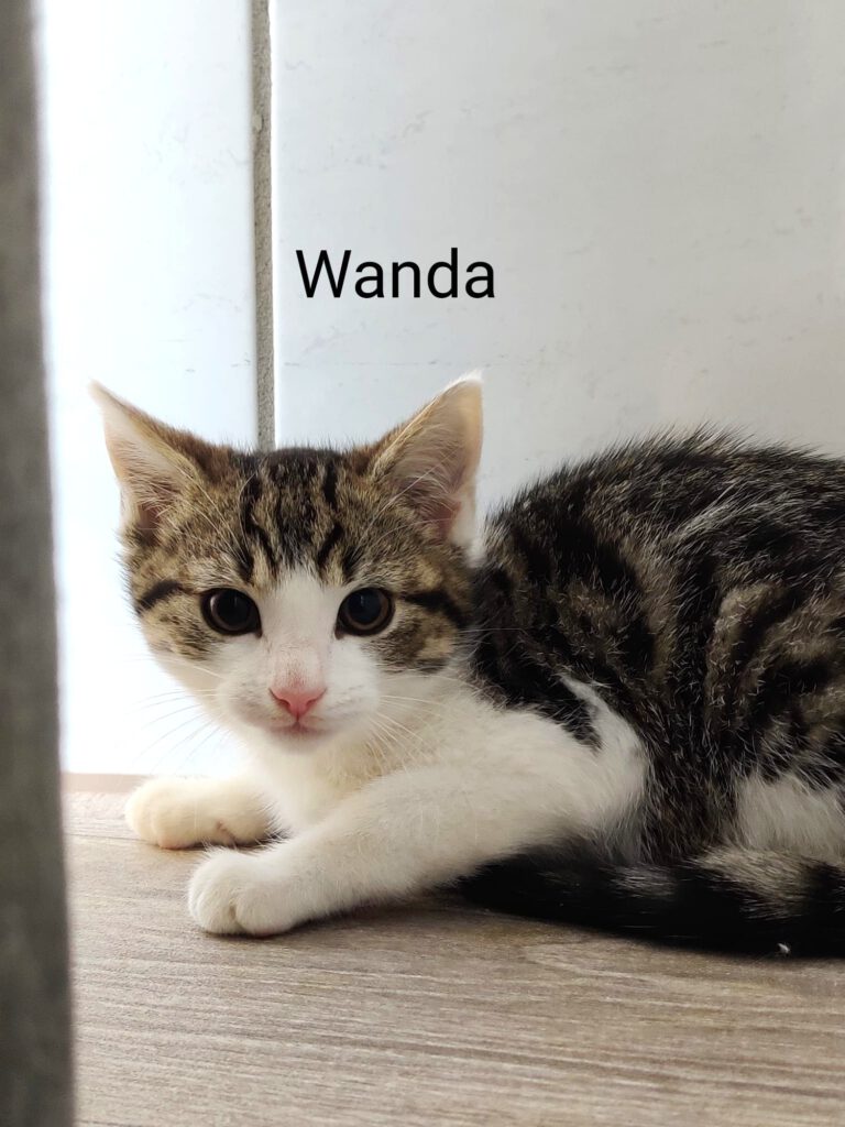 Wanda, Winnie, Whitney, Whiskey & Watson