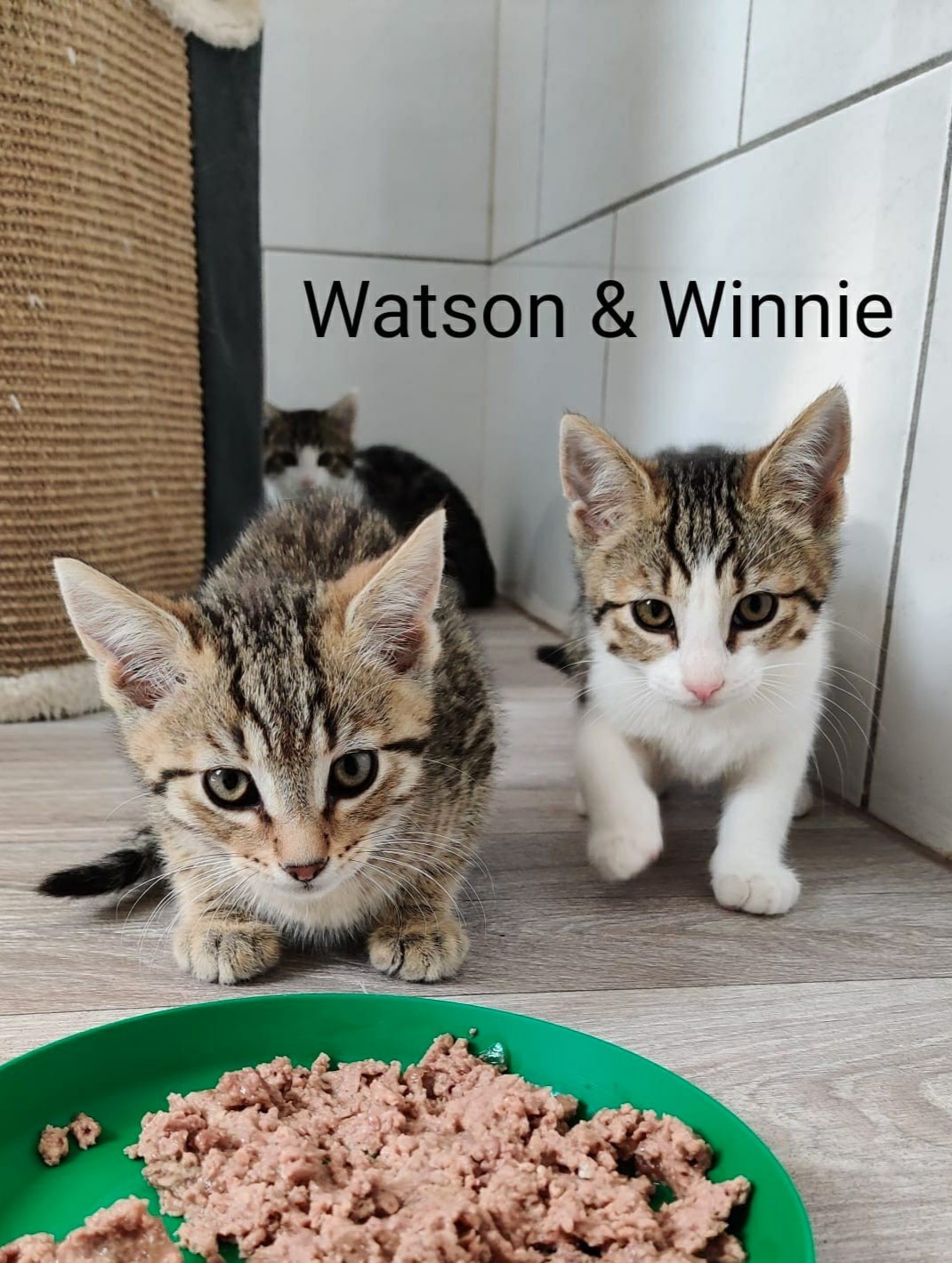 Wanda, Winnie, Whitney, Whiskey & Watson