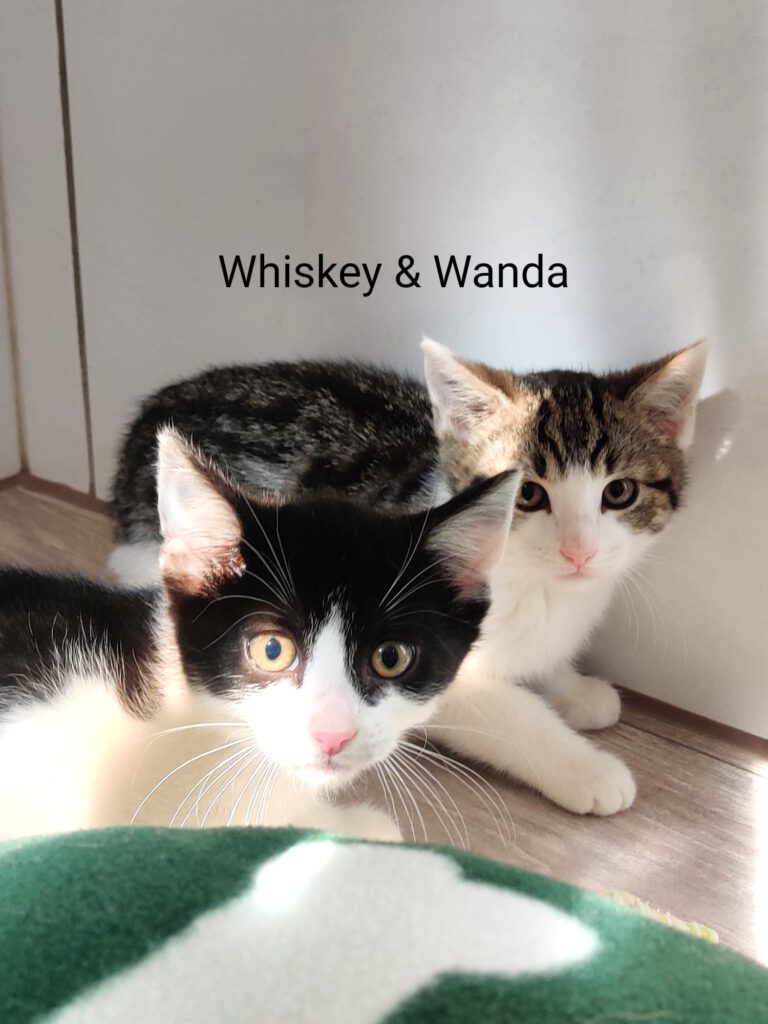 Wanda, Winnie, Whitney, Whiskey & Watson