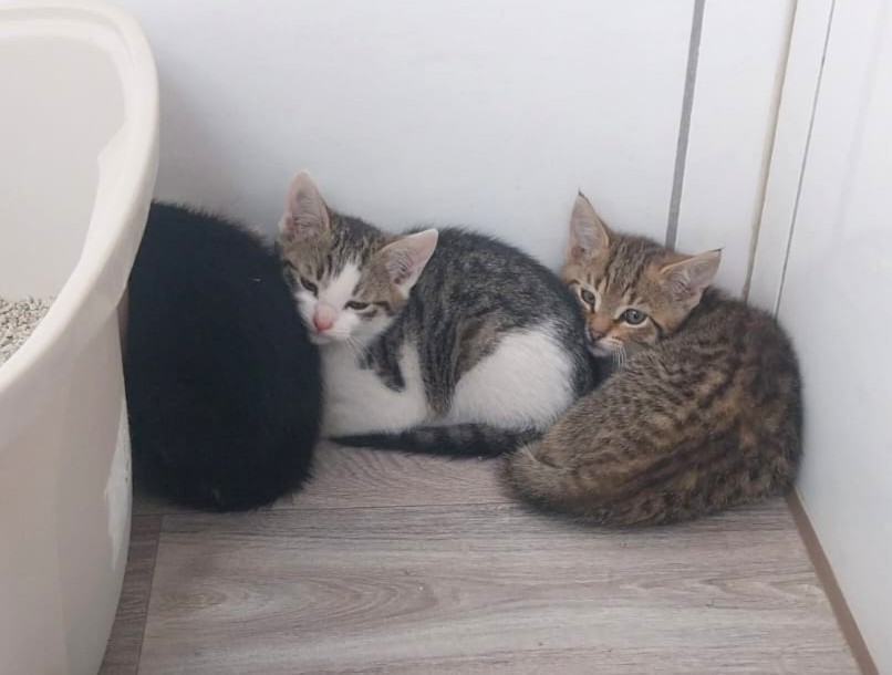 Wanda, Winnie, Whitney, Whiskey & Watson