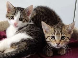 Wanda, Winnie, Whitney, Whiskey & Watson