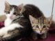 Wanda, Winnie, Whitney, Whiskey & Watson