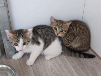 Wanda, Winnie, Whitney, Whiskey & Watson