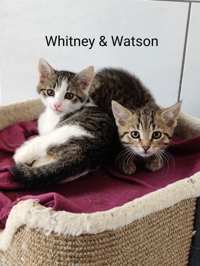 Wanda, Winnie, Whitney, Whiskey & Watson