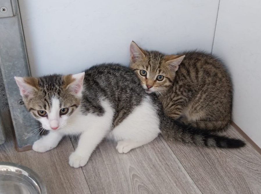 Wanda, Winnie, Whitney, Whiskey & Watson