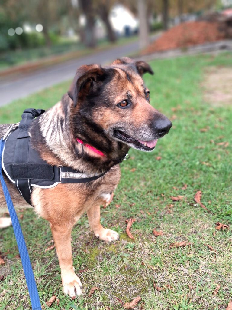 Wilma - Kuschelmaus sucht ebenerdiges Zuhause und finanzielle Paten!