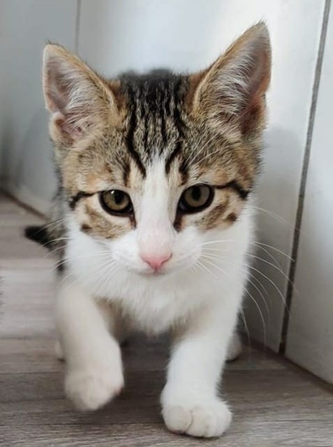 Alle unsere Katzen - Übersicht