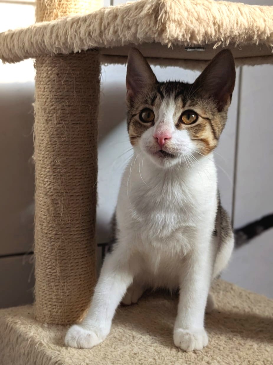 Alle unsere Katzen - Übersicht