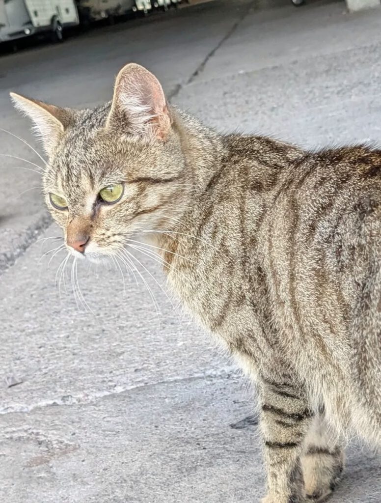 Fundkatze Datzetal!