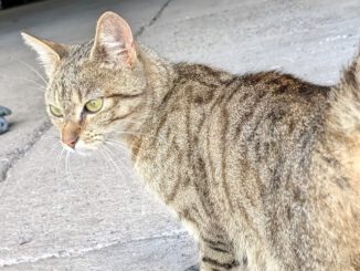 Fundkatze Datzetal!