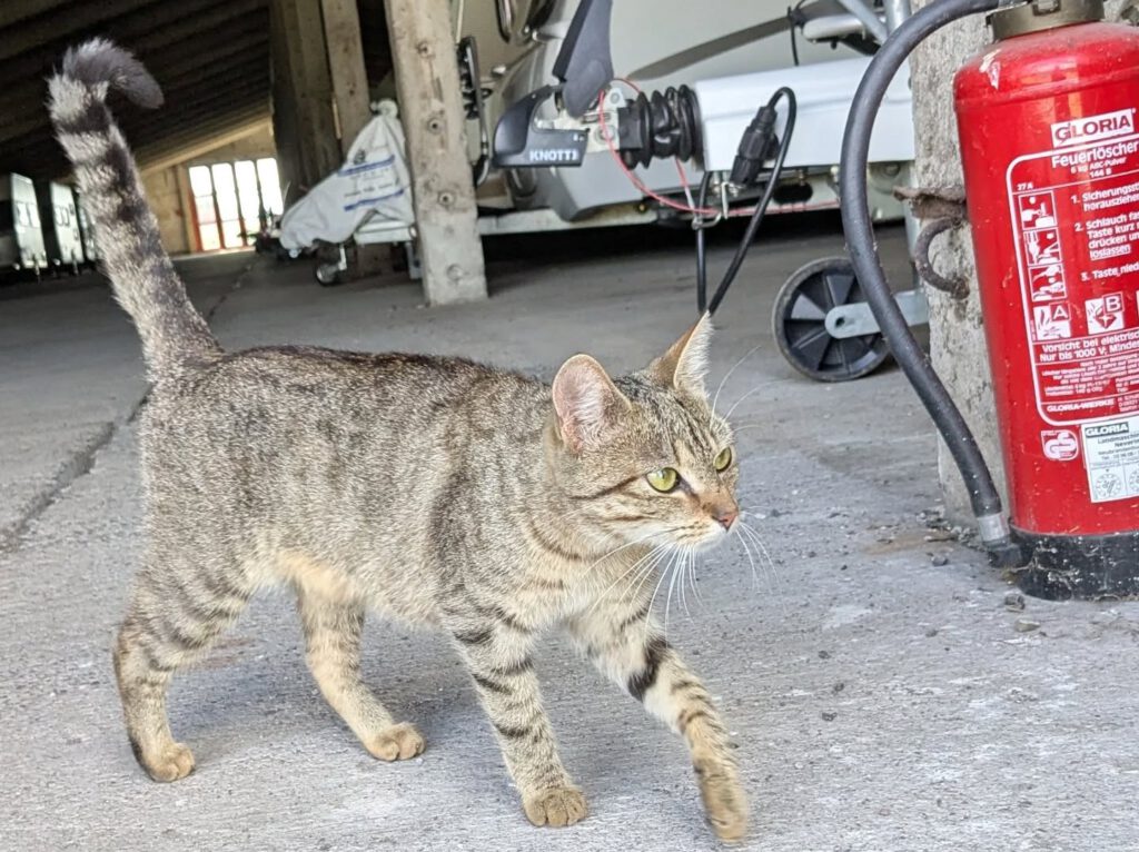 Fundkatze Datzetal!