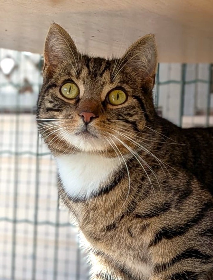 Alle unsere Katzen - Übersicht