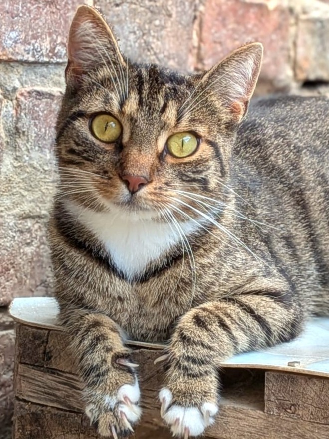 Alle unsere Katzen - Übersicht