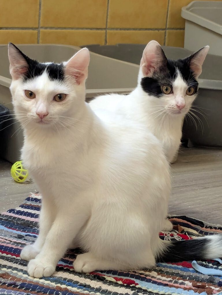 Pinsel & Primel